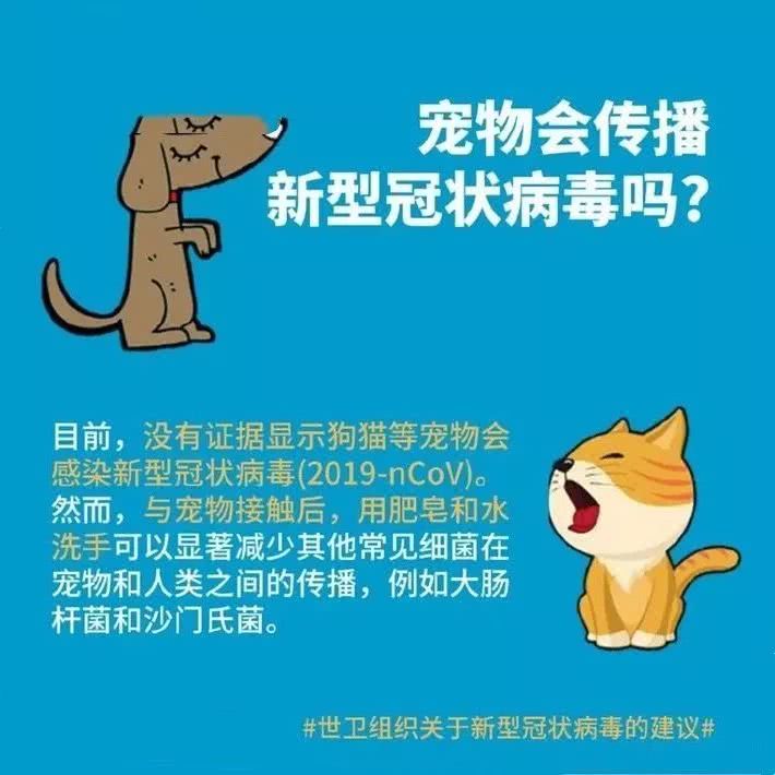 震惊！香港一宠物狗新冠肺炎测试呈弱阳性，宠物会传染新型冠状病毒吗？