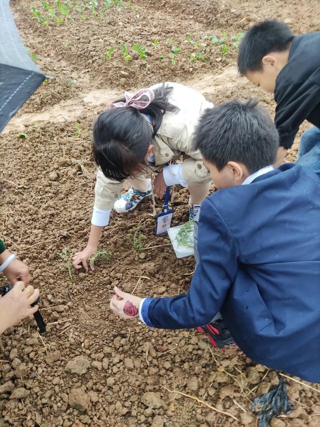 先行者｜力迈国际学校为学生打造了生态种植园