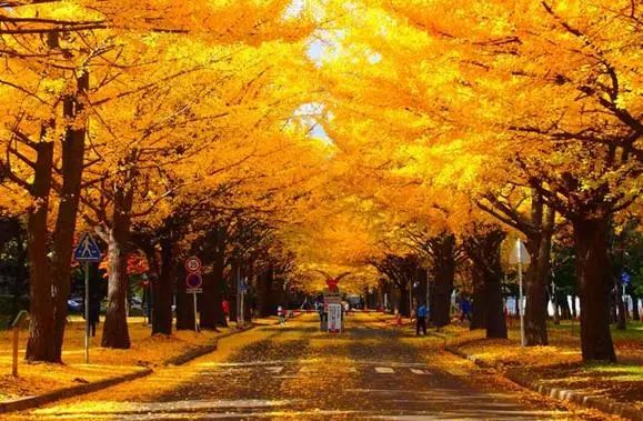 留学名校 | 北海道大学令人钟爱的秋季~