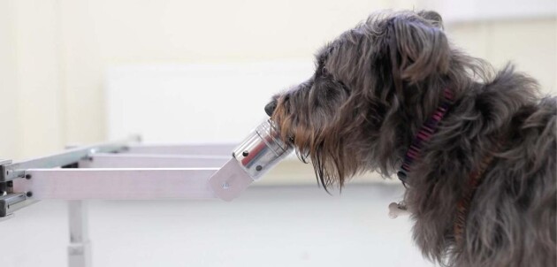 英国女王大学：狗通过嗅觉可以感知到人类的压力