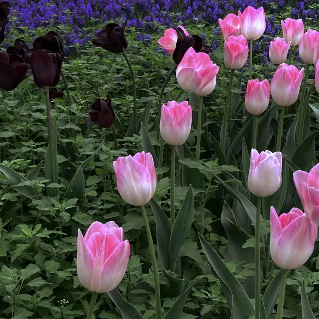 植物园春游实践｜聆听花开的声音，邂逅阳光灿烂的人间四月天