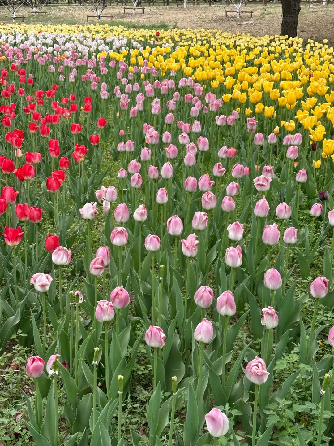 植物园春游实践｜聆听花开的声音，邂逅阳光灿烂的人间四月天