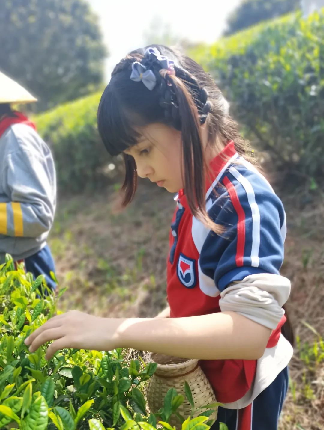 【中小学部】一抹茶香润童心 | 四年级茶文化探究周