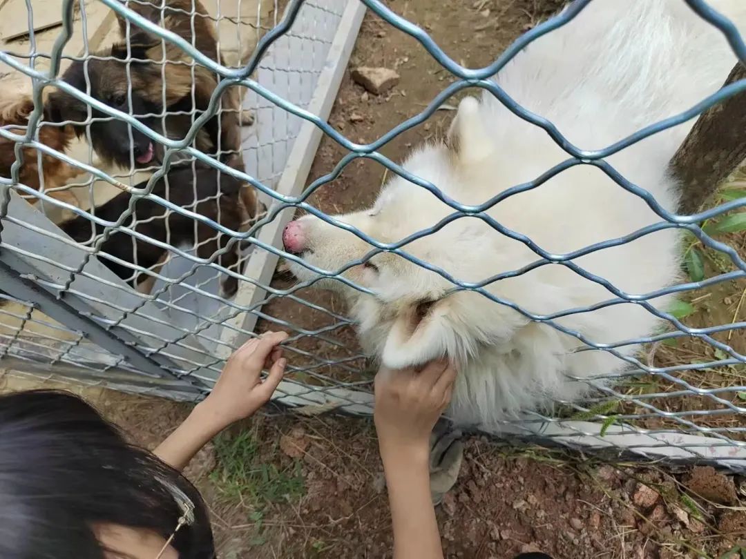 CISH Students Bring Joy&Hope to Anhui Hefei Fengle Animal Rescue
