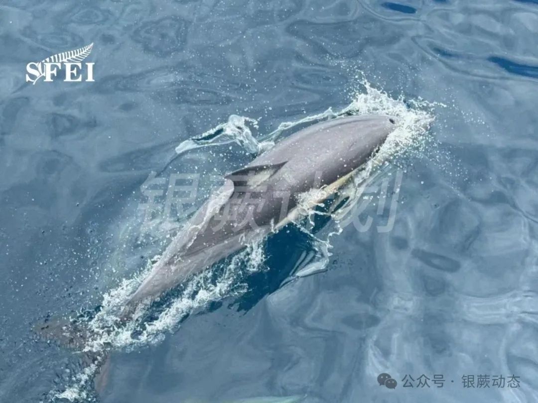 文化交流｜令人兴奋的游学小记--奥克兰观鲸