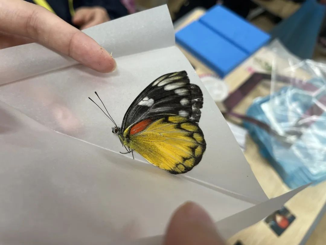 社团活动｜用蝴蝶标本留住春天的色彩！